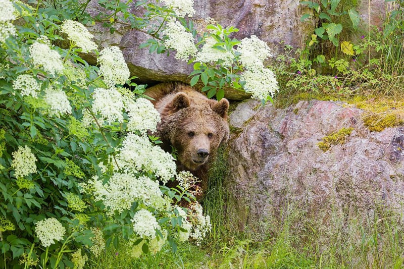 An adult female Eurasian Brown Bear (Ursus arctos arctos) leaves her den which is surrounded by a flowering Elderberry bush