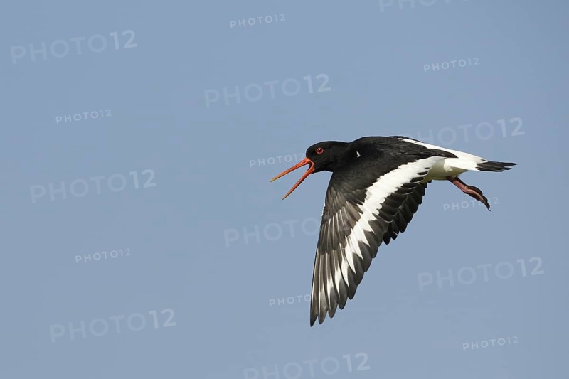 Eurasian Oystercatcher (Haematopus ostralegus) calling in flight, Texel, Netherlands