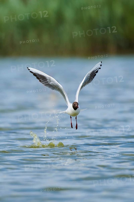 Black-headed gull (Chroicocephalus ridibundus) landing in the water, Camargue, France