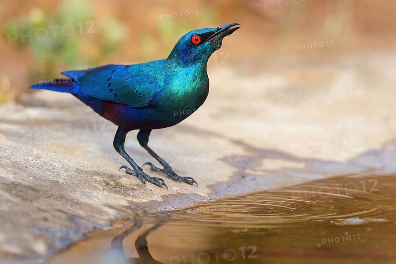 Glossy starling, (Lamprotornis chalcurus), Bronze-tailed glossy starling, Bronze-tailed starling, Estornino colibronceado, Glossy starling, passerine bird, drinks water, drinking water, waterhole, Tendaba camp Tendaba photo hid, Kwinella, South Bank, Gambia