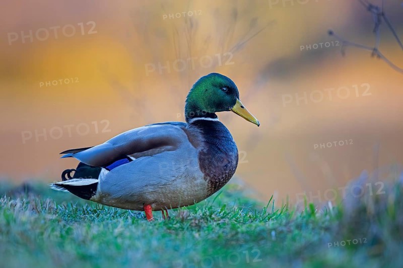 Mallard (Anas platyrhynchos) male, Saxony-Anhalt, Germany
