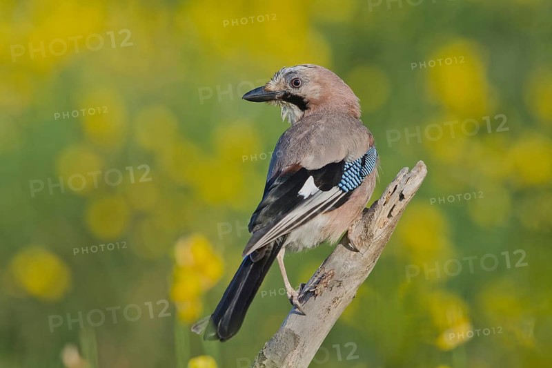 Eurasian Jay (Garrulus glandarius), Liguria, Italy