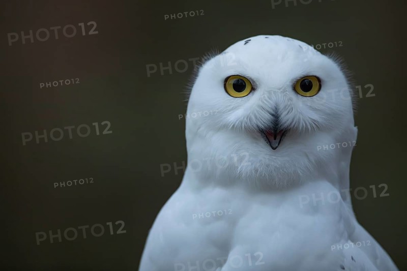 Snowy owl (Bubo scandiacus) adult bird head portrait, England, United Kingdom - Captive