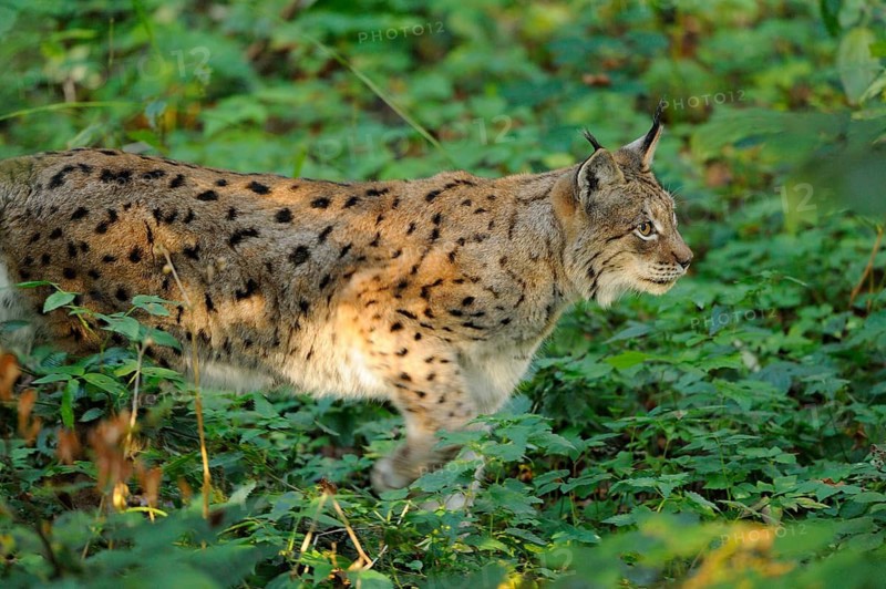 A lynx sneaks through dense undergrowth, surrounded by green leaves and sunlight, Eurasian lynx (Lynx lynx), Bavarian Forest National Park