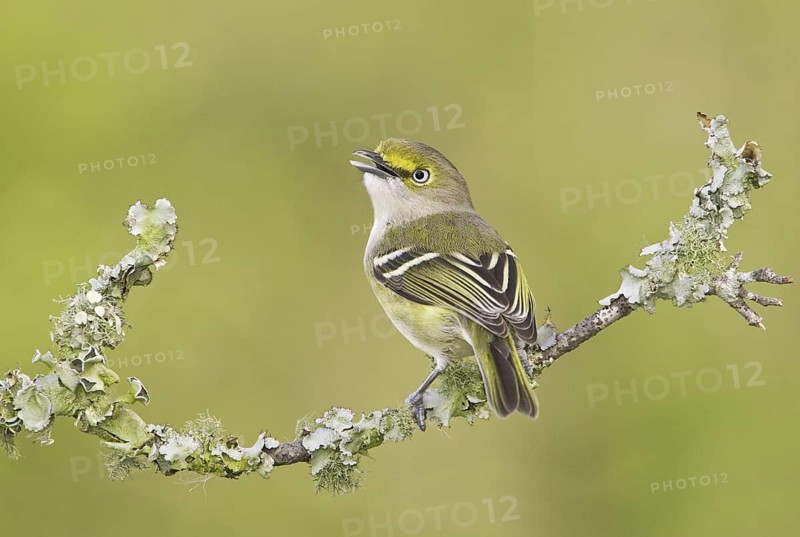 White-eyed Vireo (Vireo griseus), Texas, USA