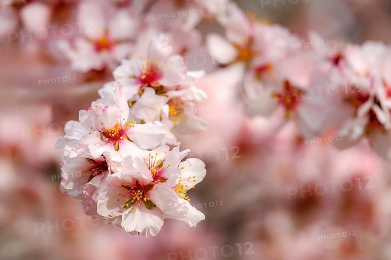 Soft pink almond blossoms in full bloom, captured in natural sunlight in the Quinta de los Molinos park. The image exudes tranquility, highlighting the delicate petals against a blurred background