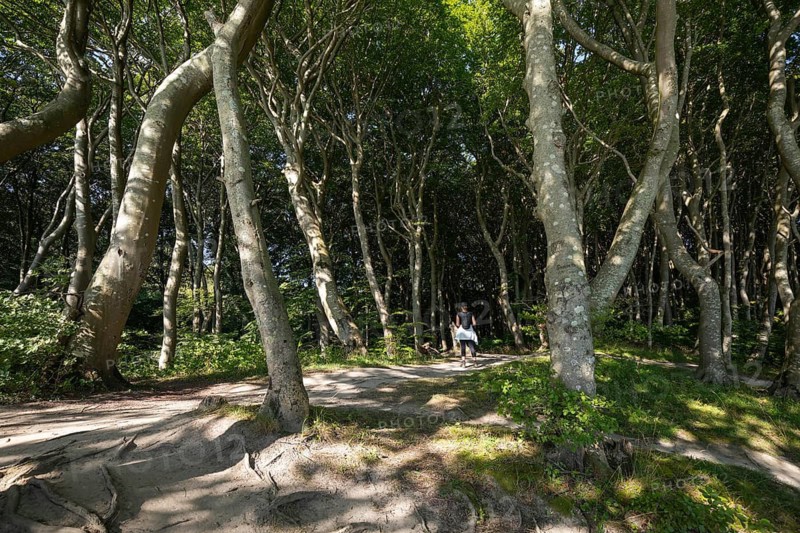 A hiker stands on a sandy path within a dense forest of ancient, wind-swept beech trees (Fagus sylvatica). Sunlight filters through the green canopy, highlighting the twisted trunks and forest floor near the chalk cliffs. Møns Klint, Sjælland, Denmark