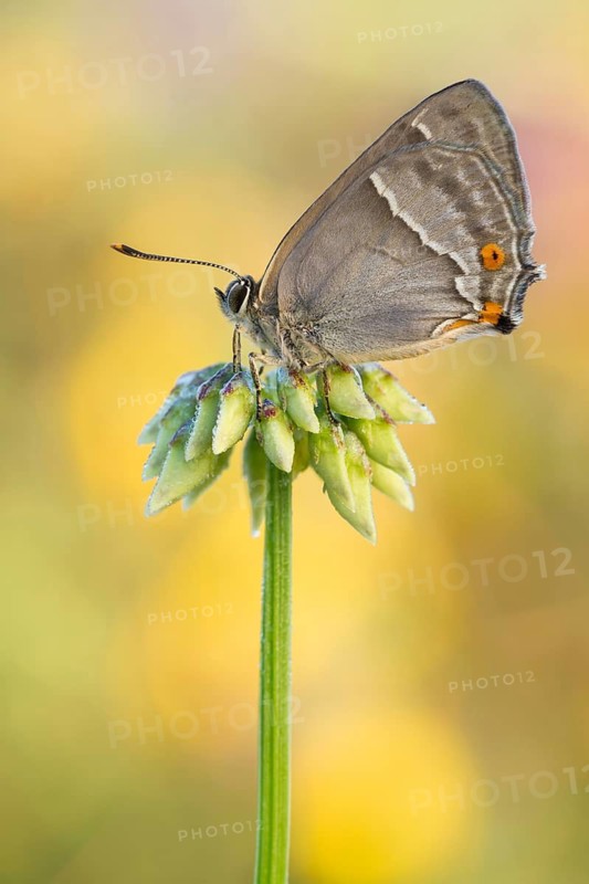 Der Blaue Eichenzipfelfalter (Favonius quercus)
