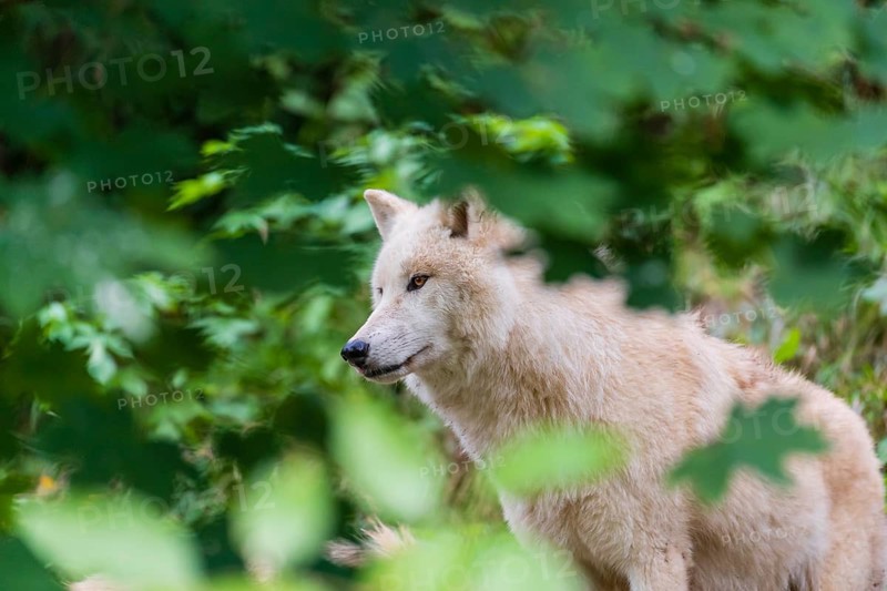 One adult Arctic wolf (Canis lupus arctos) standing in a forest, partially hidden behind green leaves