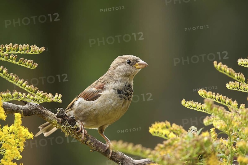 House Sparrow (Passer domesticus) female, Lower Saxony, Germany