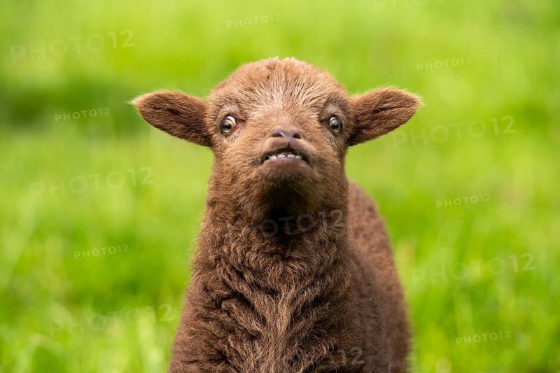 Brown lamb, Ouessant sheep (Breton dwarf sheep), portrait. Funny facial expression. The incisors in the lower jaw are visible. Grazing. Germany