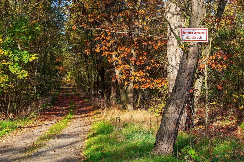 Closed forest path with the sign no trespassing, wind break, autumn, near Zschorna, Thiendorf, Saxony, Germany