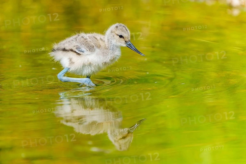 A small bird stands still in the water, its reflection clearly visible, Avocet, (Recurvirostra avosetta), France