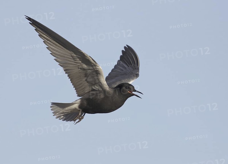 Black Tern (Chlidonias niger) flying, North Dakota, USA