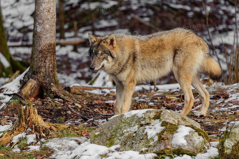 A grey wolf (Canis lupus lupus) stands on the snow-covered forest floor at the edge of the forest on a cold, cloudy day