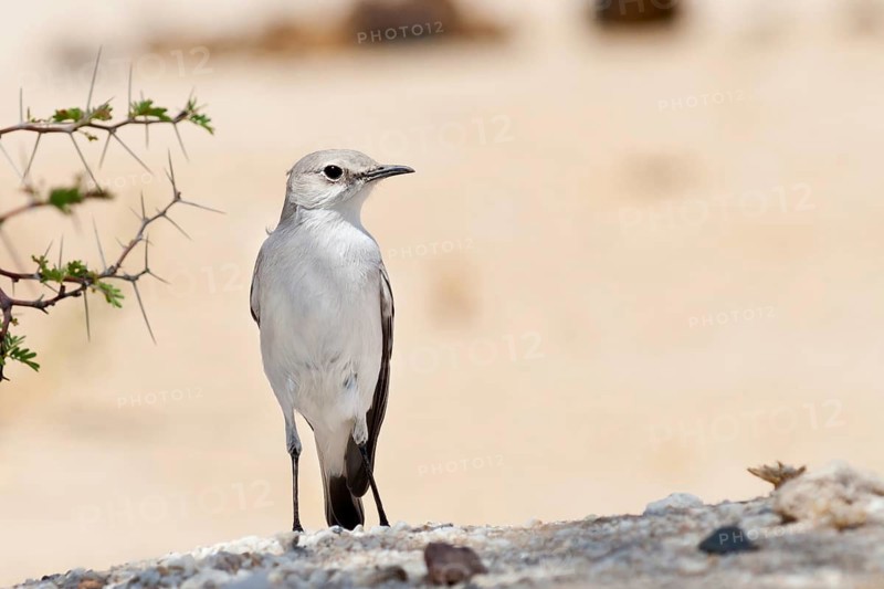 Karoo Chat (Emarginata schlegelii), Namibia