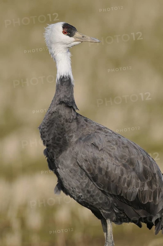 Hooded Crane (Grus monacha), Arasaki, Japan