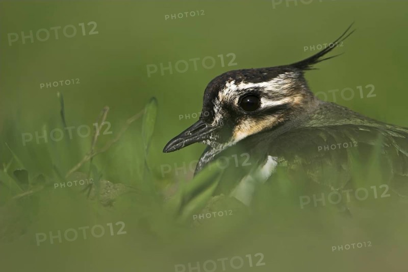 Northern Lapwing (Vanellus vanellus), Rhineland-Palatinate, Germany