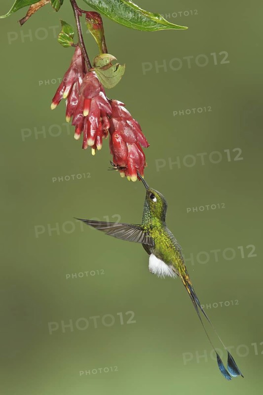 Booted Racket-tail hummingbird (Ocreatus underwoodii) flying while feeding at a flower in Ecuador, South America