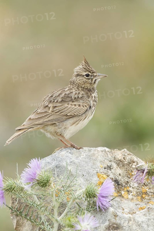 Thekla Lark (Galerida theklae), Mallorca, Spain