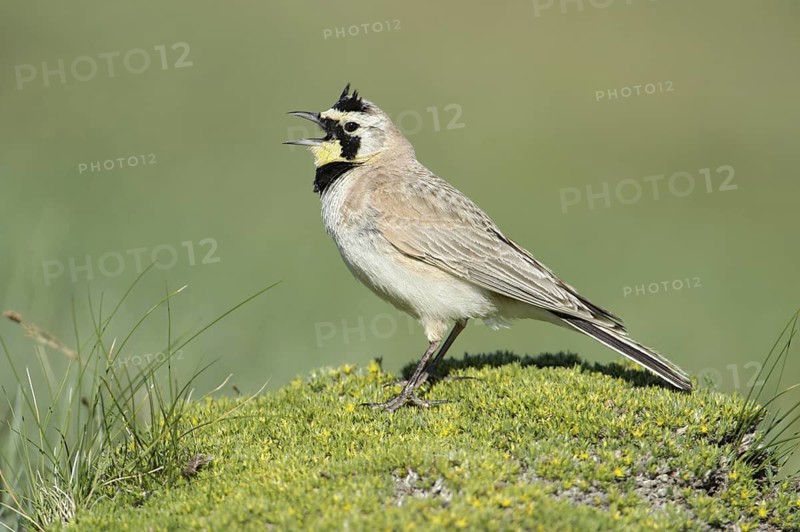 Horned Lark (Eremophila alpestris), Montana, USA