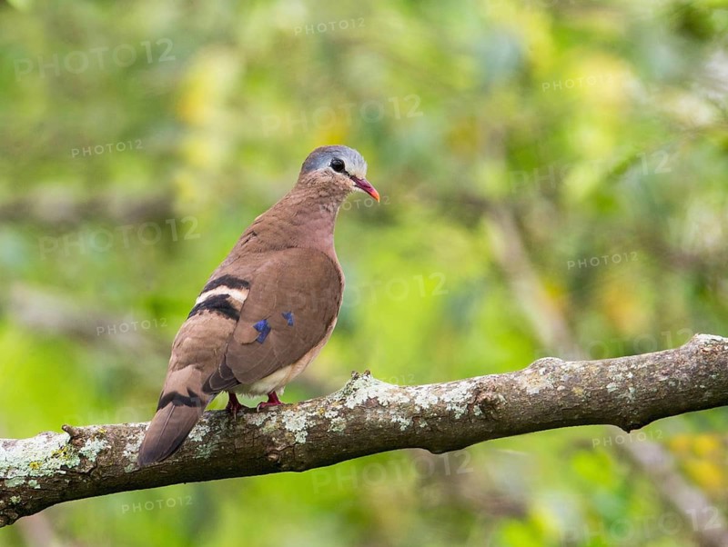 Blue-spotted Wood Dove (Turtur afer), Uganda