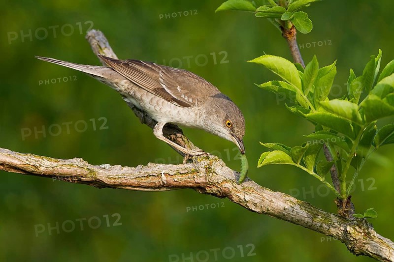 Barred Warbler (Sylvia nisoria), Hungary