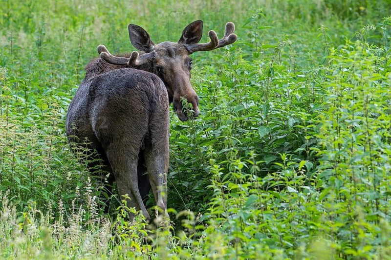 Moose, elk (Alces alces) bull, male with small antlers covered in velvet in spring, native to Scandinavia