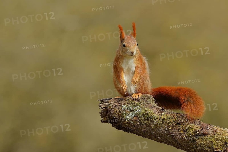 Eurasian red squirrel (Sciurus vulgaris), sitting attentively on a branch, wildlife, North Rhine-Westphalia, Germany
