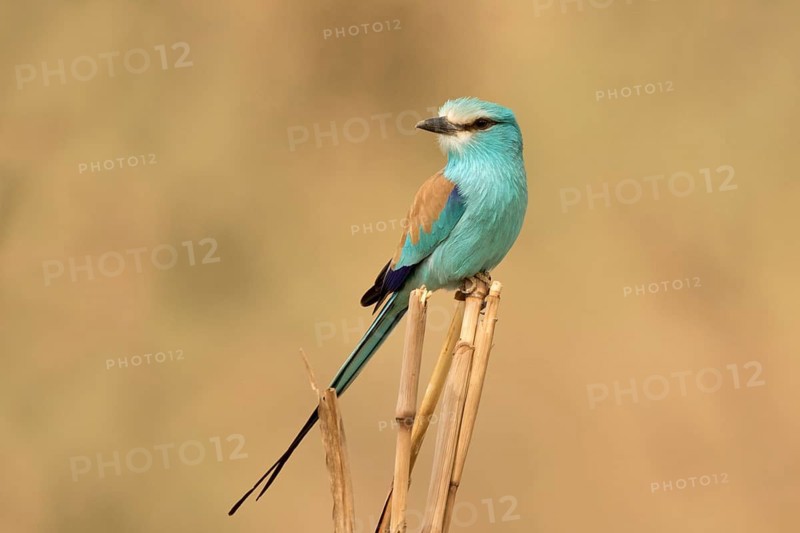 Abyssinian Roller (Coracias abyssinicus), Gambia