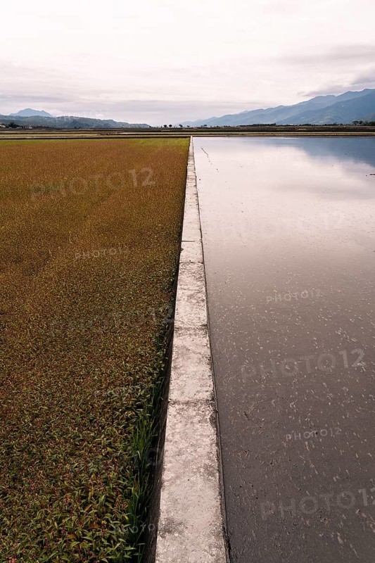 A tranquil scene of Asian rice fields, featuring a clear division between water and lush vegetation. The landscape is framed by distant mountains under an overcast sky