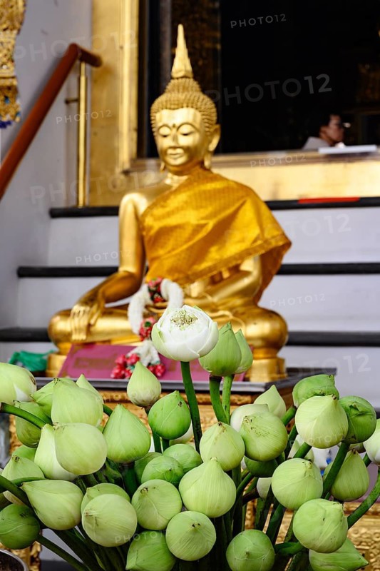 Symbolic white lotus flowers and a gold Buddha statue at The Wat Suthat Thepwararam Temple, Bangkok. Buddhism is the predominant religion in Thailand, practiced by over 90% of the population