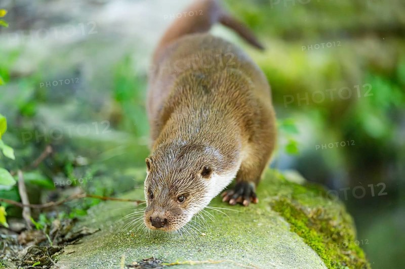 Eurasian otter (Lutra lutra) walking on a rock, Bavaria, Germany