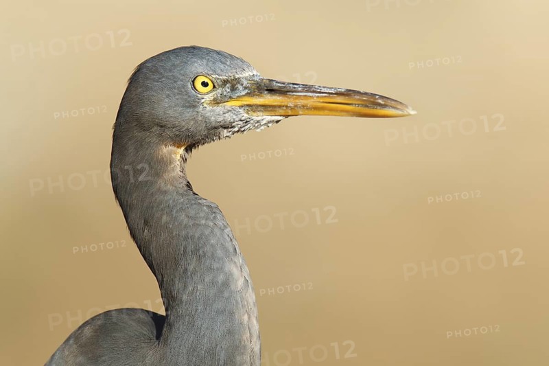 Pacific Reef Heron (Egretta sacra), Queensland, Australia