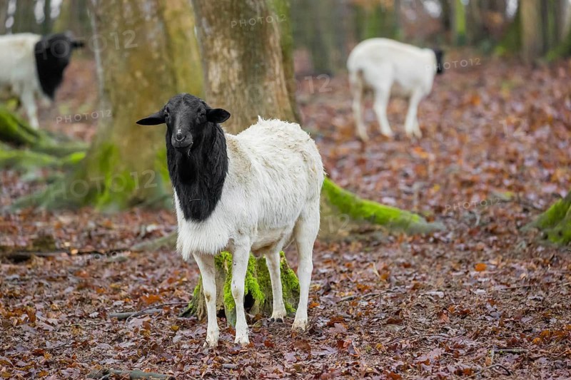 A flock of Blackheaded Somali Sheep, Ovis aries, stand in an open forest