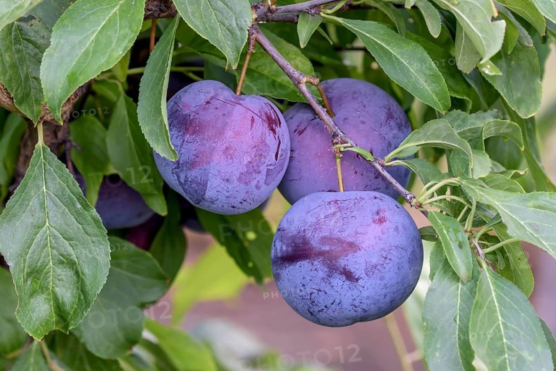 Japanese plum (Prunus salicina 'October Sun'),  Austria