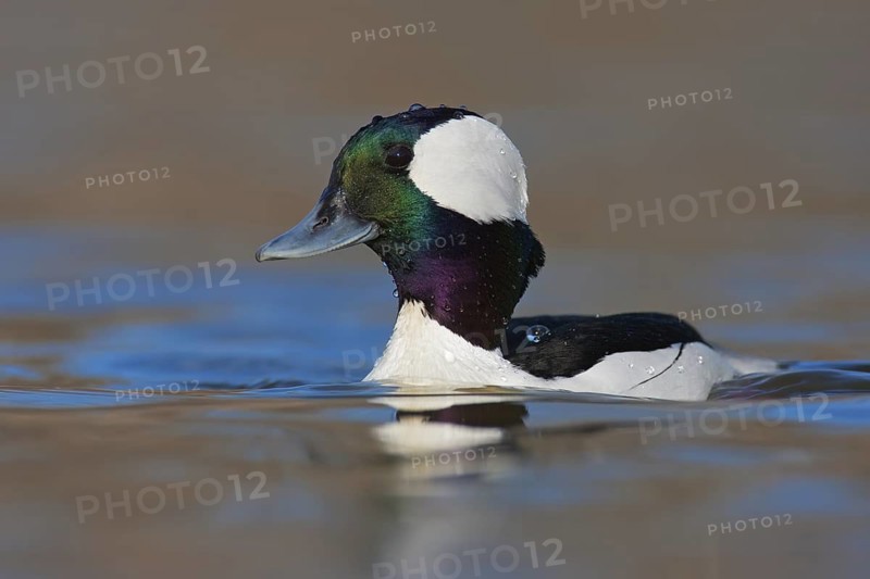 Bufflehead (Bucephala albeola) male, British Columbia, Canada