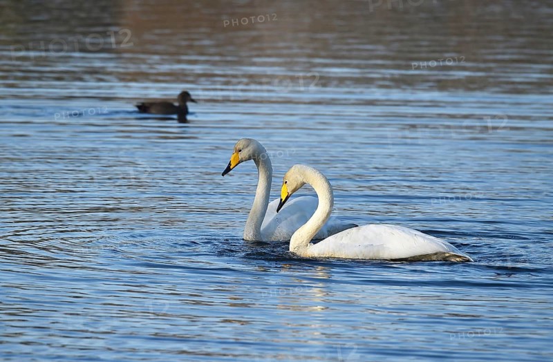 Whooper swans (Cygnus cygnus) on a lake, Schleswig-Holstein, Germany