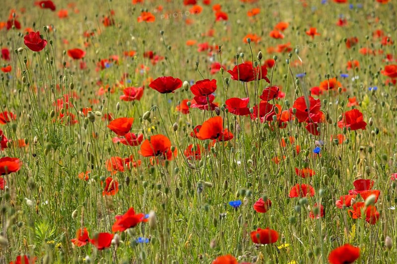 Poppy flower (Papaver rhoeas), Münsterland, North Rhine-Westphalia, Germany