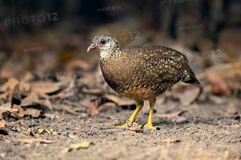 Green-legged Partridge (Arborophila chloropus) perched on the ground, Bidoup National Park, Vietnam