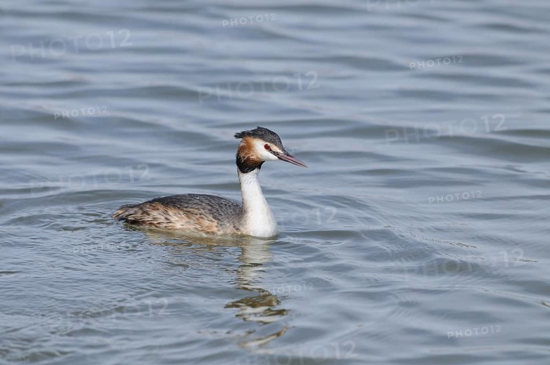 The great crested grebe in the water shows its characteristic head colouring, Great crested grebe (Podiceps Scalloped ribbonfish), Altmühlsee, Franconia