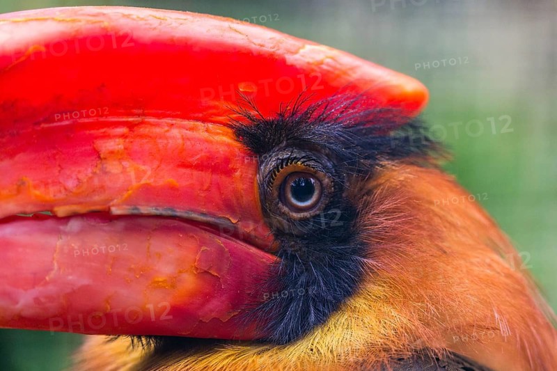 Rufous Hornbill (Buceros hydrocorax), portrait of adult bird, native to the Philippines, captive, Germany, captive, Germany