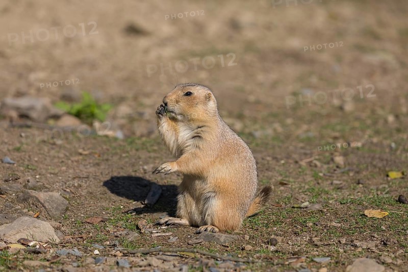 One black-tailed prairie dog sitting on sandy terrain, searching for food on a bright sunny day