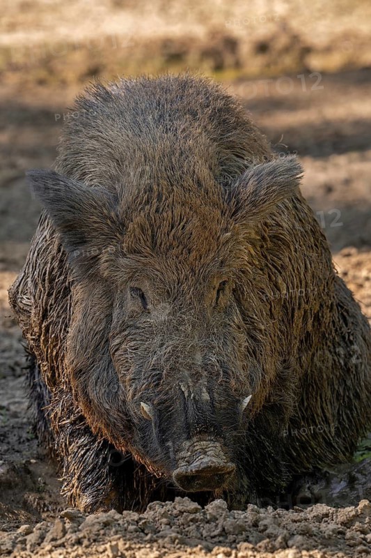 Wild boar (Sus scrofa) solitary male with large tusks covered in mud sitting in quagmire