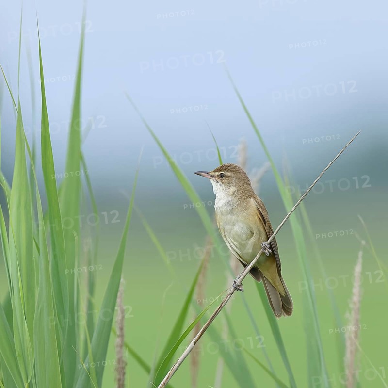 Reed Warbler (Acrocephalus arundinaceus), with open beak, singing, twittering, sitting on a reed stalk in a reedbed, natural habitat, migratory bird, songbirds Lake Neusiedl, Burgenland, Austria