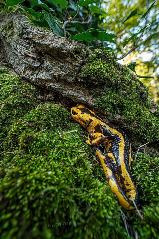 Fire Salamander (Salamandra salamandra bernardezi), endemic subspecies of a few points in north Spain, Oviedo, Spain