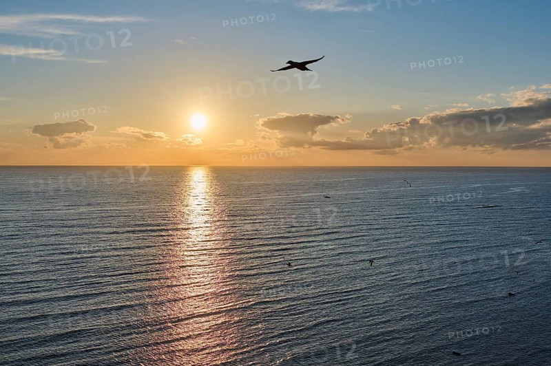 Northern gannet (Morus bassanus) flying over the sea at sunset, wildlife, Helgoland, Germany
