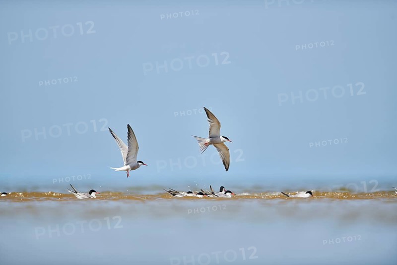 Elegant tern (Thalasseus elegans) flying in the sky above the sea, hunting, ebro delta, Catalonia, Spain