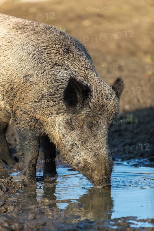 One wild boar or wild pig (Sus scrofa), drinking water from a small pool in early morning light, with an autumnal colored forest in the background