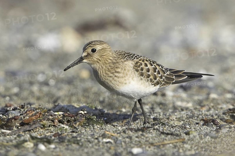 Baird's Sandpiper (Calidris bairdii), British Columbia, Canada